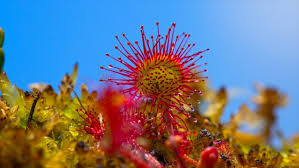 The Complete Sundew (Drosera) Growing and Care Guide - Terrarium Planting  Guide