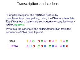 It includes herbal and plant based medicine. Syllabus Transcription As The Production Of Mrna From Dna The Role Of Rna Polymerase The Splicing Of Pre Mrna To Form Mrna In Eukaryotic Cells Ppt Download