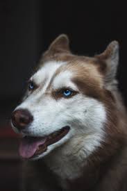 White and black siberian husky, siberian husky , dog. Pin On Creative