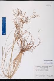 Image result for Fimbristylis miliacea
