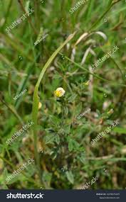 Image result for Stylosanthes fruticosa
