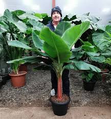 Image result for Musa Cavendish