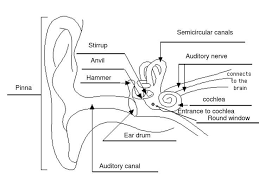 Labeled Diagram Of The Ear Luxury Labelled Diagram Of The Ear Nursing Pinterest In 2020 Ear Diagram Ear Structure Ear Anatomy