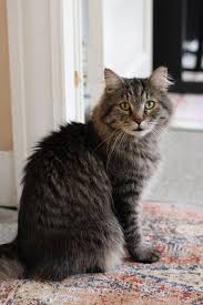 Black And White Tabby Cat Breeds Fluffy Tabby Cat Fluffball Fluffycat Furrycat Sweetie Kitten Breeds Cats And Kittens Kittens