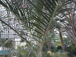 Image result for Hyophorbe verschaffeltii