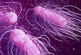 Image result for Shigella