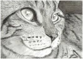 Free Pet And Animal Drawing Tutorials Cat Portraits Animal Drawings Animal Sketches