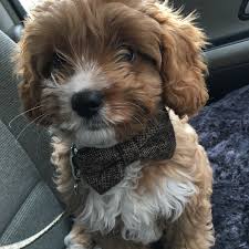 Explore 638 listings for cavapoo puppies for sale at best prices. Milo Bailey The Cavapoo From London Uk Cavapoo World