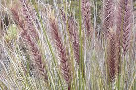 Image result for Cenchrus unisetus