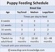 Your pup should be happy with a kibble diet at this age. Feeding Schedule For 8 Week Old Puppy Puppy Schedule 8 Week Old Puppy Feeding Schedule Puppy Schedule Puppy Training