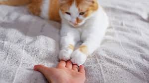 Schedule baths when your cat's at her most mellow. How Dirty Are Your Cat S Paws Cattime
