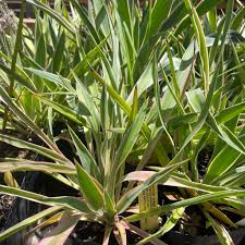 Image result for Yucca gloriosa