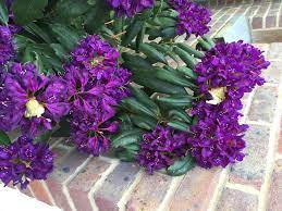 Drooping Rhododendron Bbc Gardeners World Magazine