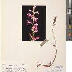 Image result for Brachycorythis rhodostachys