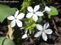 Image result for Plumbago zeylanica