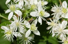Image result for Clematis commutata