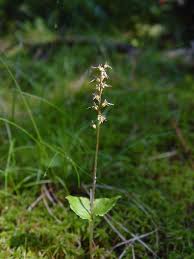 Image result for Nesaea cordata