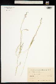 Image result for Cyphia mazoensis