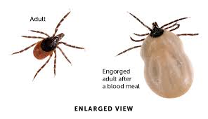 Your risk for lyme disease is very low if a tick has been attached for fewer than 36 hours. Lyme Disease Boston Children S Hospital