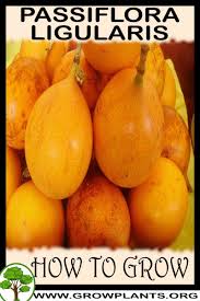 Image result for Passiflora ligularis