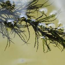 Image result for Potamogeton octandrus