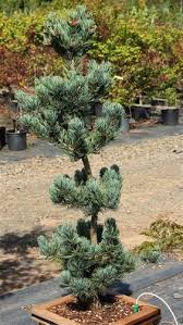 Rhs accepted genus trinomial type: 98 Pinus Parviflora Japan Selyemfenyo V Feherfenyo Ideas Conifers Dwarf Conifers Plants