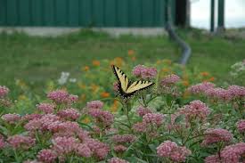 Asclepias Incarnata Rose Milkweed Asclepias Incarnata Asclepias Milkweed
