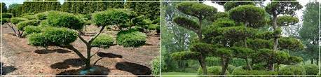 Growers will carefully select suitable young plants, and then spend many years training, pruning and perfecting them into finished pieces of sculpture. Cloud Tree Supplier Ilex Holly Beech Pine Yew Topiary At Hedgeworx