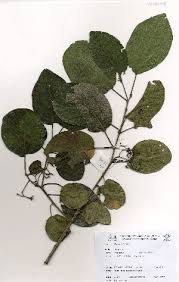 Image result for Cordia senegalensis