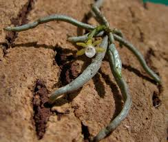 Image result for Taeniophyllum