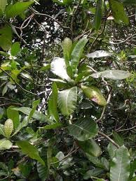 Image result for Gardenia imperialis