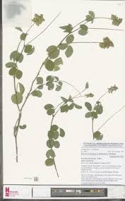 Image result for Eriosema parviflorum