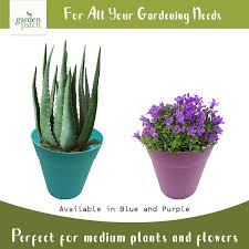 The leaves are green, but the blooms will be purple or red. Indoor Or Outdoor Use Includes Gardening E Book Sol 6 X Plant Pots 2 X 3pk