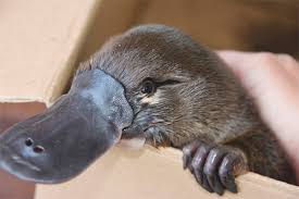 Warganet langsung banyak yang mengomentari fenomena aneh tersebut. Platypus Keterangan Habitat Gaya Hidup