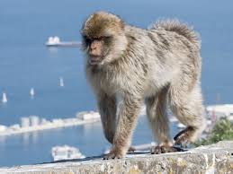 If you develop a cough, fever, shortness of breather, nasal congestion or a runny nose, please call 111. Gibraltar Vets Make Daily Patrols To Check Macaques For Coronavirus Gibraltar The Guardian