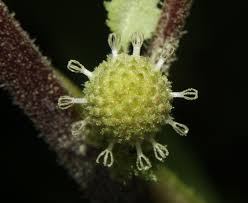 Image result for Blumea axillaris