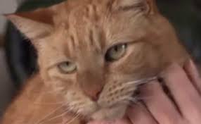 Celebrities, athletes, politicians having morgana namesakes, famous actors named morgana, famous people named morgana, celebrities named morgana, how many of me? Pai Da Bebe De Ruth Marlene Assume Paternidade