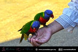 The pride of melaka with more than 500 animals from 150 different species! Zoo Melaka Bird Park Combo Package Tourplus Tickets Attractions