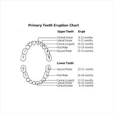 Veracious Tooth Chart Black Free Child Chart Permanent Teeth
