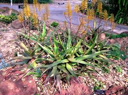 Image result for Euphorbia dawei