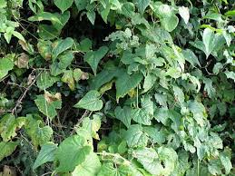 Image result for Zehneria scabra