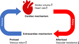 Image result for Cardiac Output