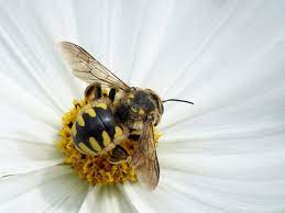 Is the top choice for columbus pest control & extermination. Hornet Removal Pest Control Services Columbus Oh Buckeye Wildlife Solutions