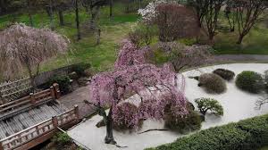 No messy trips to nurseries. Weeping Cherries At The Missouri Botanical Garden Youtube
