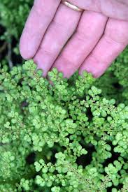 Image result for Pilea microphylla