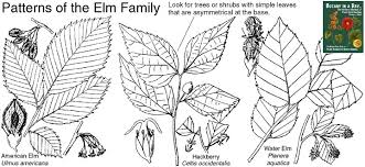 Image result for Ulmaceae