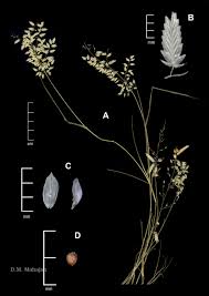 Image result for Eragrostis unioloides