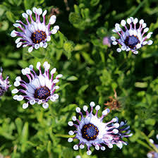 Image result for Osteospermum