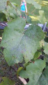 Image result for Uncinula necator