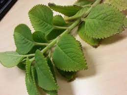 Sisi datar sisi lengkung jaring jaring rumus soal. Bangun Bangun Karpuravalli Cuban Oregano Remedi Batuk Asthma Dan Tambah Asi When Big Sister Speaks